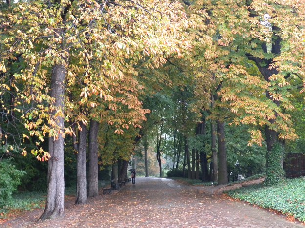 ポーランド　ワルシャワ　ワジェンキ公園の小道