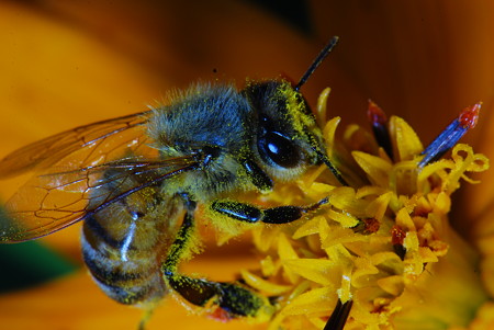 ミツバチ科　セイヨウミツバチ