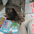 080708-【猫アニメ】嬉しいにゃ～DECOチョコ編