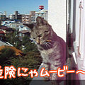 081119-【猫ムービー】危険にゃムービー～１