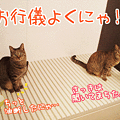 090120-【猫アニメ】シンクロにゃ！