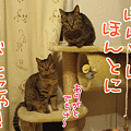 090219-【猫アニメ】630名分、集まったにゃ！
