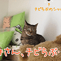 090406-【猫アニメ】許さん、チビらぶ・・・！