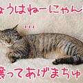 090412-【猫アニメ】あたしのハンモックにゃ！