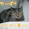 080418-やっぱりおうちが一番にゃ！