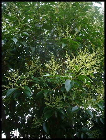 P1580880