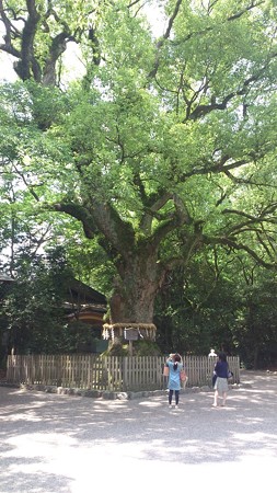 2014-06-30_05_熱田神宮・大楠