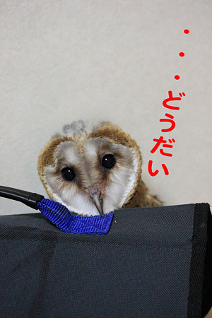 mame H21.1.13 冒険10