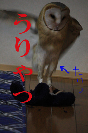 mame H21.3.9 たいつ