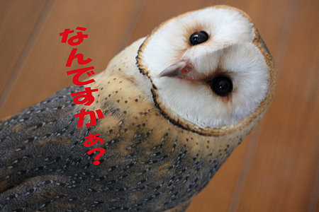 mame H21.3.17 なんですか?