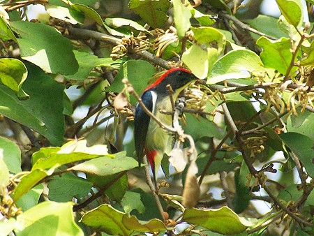 セアカハナドリ♂(Scarlet-backed Flowerpecker) IMGP48191_R