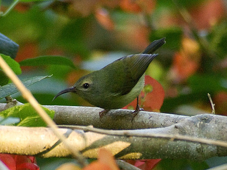 ムナグロタイヨウチョウ♀(Black-throated Sunbird) IMGP50610(LR)_R