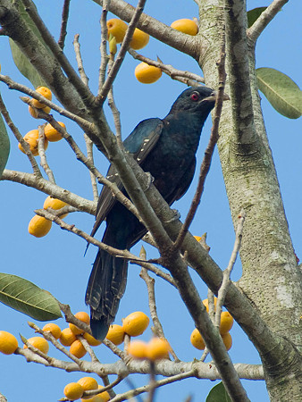オニカッコー♂(Asian Koel) IMGP50988_R3