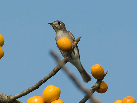 コサメビタキ(Brown Flycatcher) IMGP51041_R