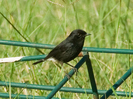 クロノビタキ♂?(Pied Bushchat) IMGP53030-3_R(800)