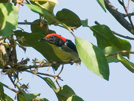 セアカハナドリ(Scarlet-Backed Flowerpecker) IMGP53353_R