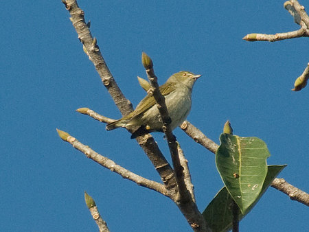 アオハナドリ(Plain Flowerpecker) IMGP53882_R