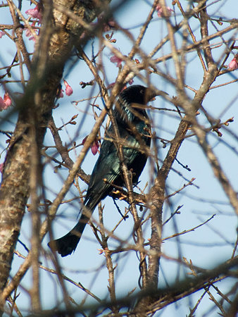 テリオウチュウ(Spangled Drongo) IMGP56611_R