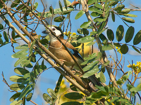 カケス(Eurasian Jay) IMGP55401_R
