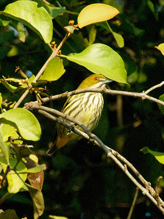 ムナフハナドリ(Yellow-vented Flowerpecker) IMGP56849_R