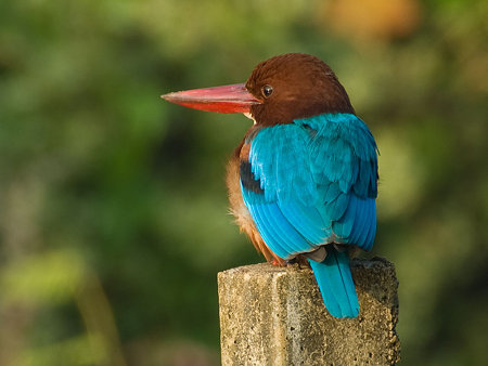 アオショウビン(White-throated Kingfisher) IMGP57107_R
