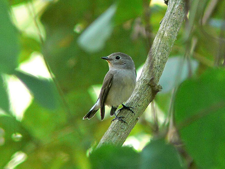 オジロヒタキ(Red Throated Flycatcher) P1190571(LR_NI)_R