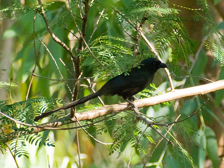 クロラケットオナガ(Racket-tailed Treepie) IMGP100479_R
