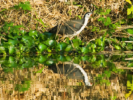 シロハラクイナ(White-breasted Waterhen) IMGP104293_R