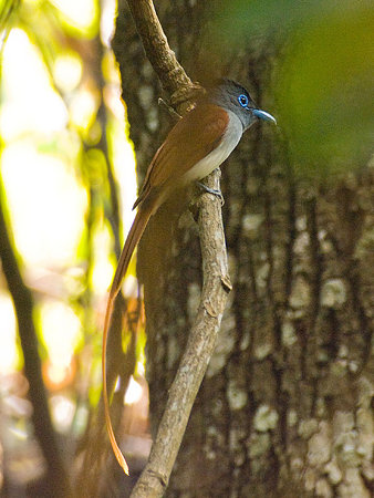 カワリサンコウチョウ(Asian Paradise-flycatcher) IMGP107254_R