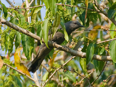 オウチュウカッコウ(Drongo Cuckoo) IMGP104731_R2