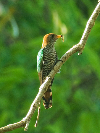 ミドリテリカッコウ♀(Asian Emerald Cuckoo) IMGP7510_Rs_(NIs)