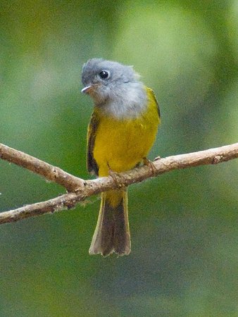 ハイムネヒタキ(Grey-headed Canary Flycatcher) IMGP108578_R