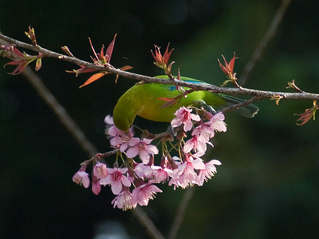 アオバネコノハドリ(Blue-winged Leafbird) IMGP102468_R