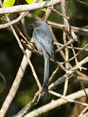 ハイイロオウチュウ(Ashy Drongo) IMGP101236_R