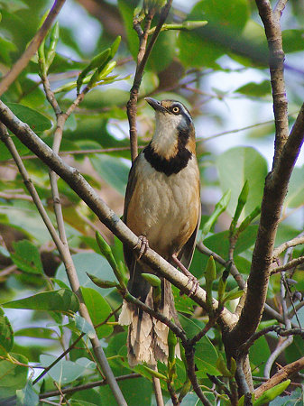 ヒメクビワガビチョウ(Lesser Necklaced Laughingthrush) IMGP112392(LR)_R