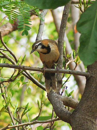 ヒメクビワガビチョウ(Lesser Necklaced Laughingthrush) IMGP112366(LR)_R