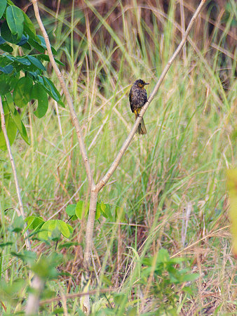 キビタイヒヨドリ(Stripe-throated Bulbul) IMGP113513_R