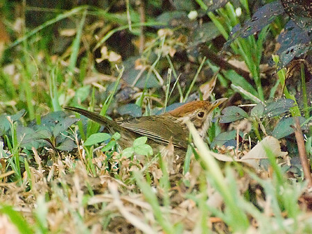 ムナフジチメドリ(Puff-throated Babbler) IMGP56120-3R_(NI)