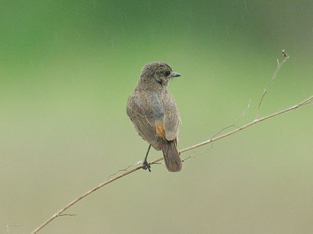 クロノビタキ♀(Pied Bushchat) IMGP114555_R