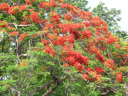 花いっぱいのチェンマイ(5) DSCN4883_R