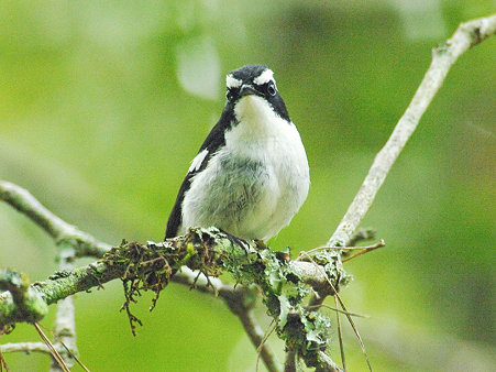 ハジロマユヒタキ♂(Little Pied Flycatcher) IMGP118774(LR)_R2
