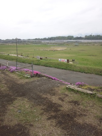 相模川の大凧