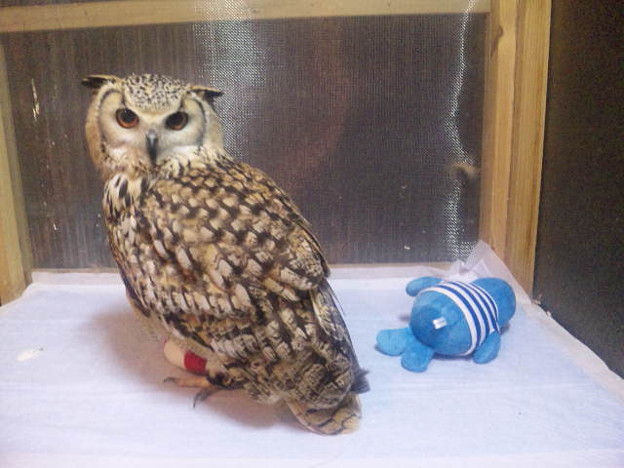 琥珀にエパチー 浮輪付き 写真共有サイト フォト蔵