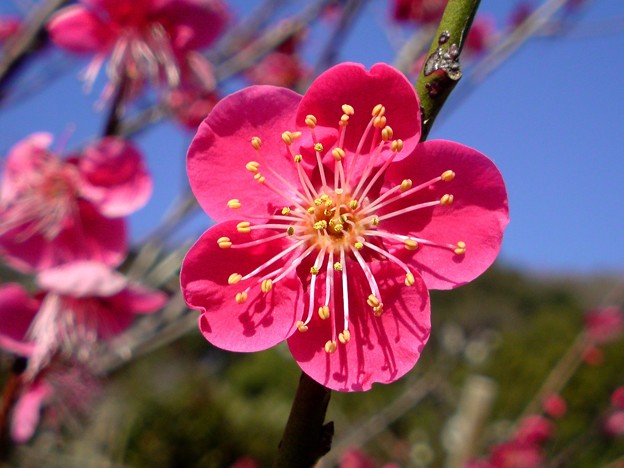 梅の花 写真共有サイト フォト蔵