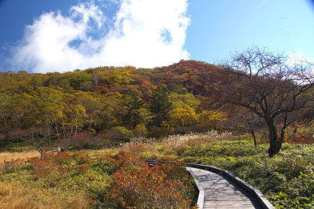覚満淵遊歩道3