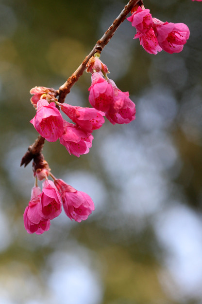 赤い桜 写真共有サイト フォト蔵