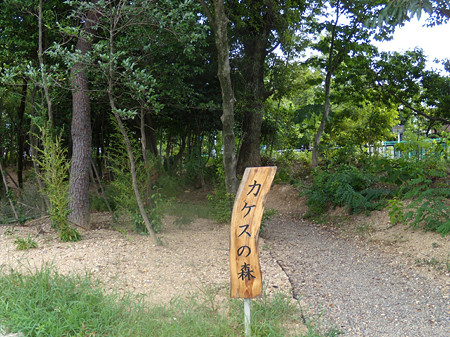 カケスの森