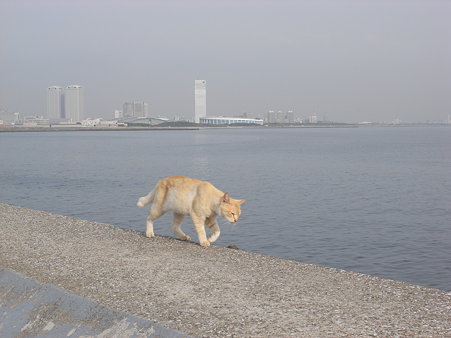 防波堤を歩く猫