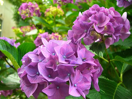 紫陽花（濃紫色）
