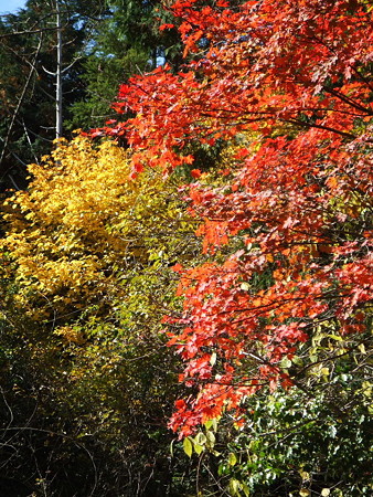 富士山の紅葉